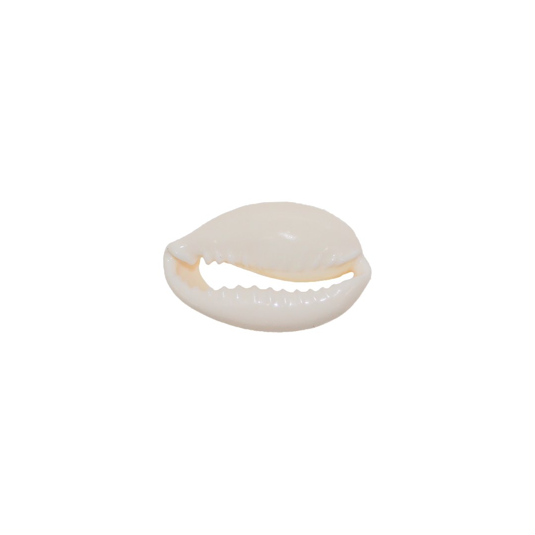 Cowrie shell beads store