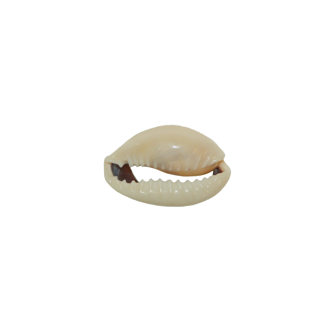 Shell Beads, Cowrie Shell, Approx 25mm x 16mm, Sold Per pkg of 20