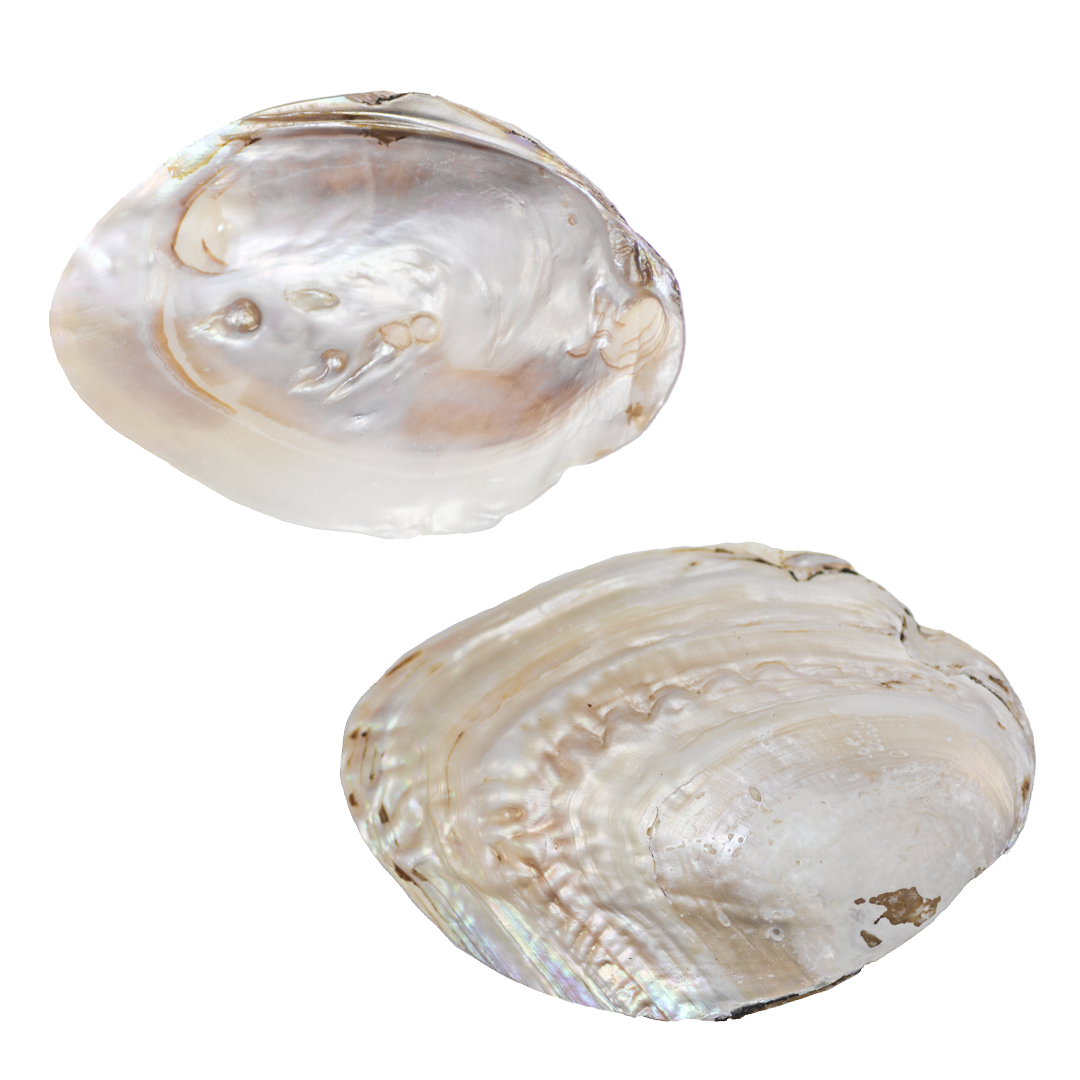shell
