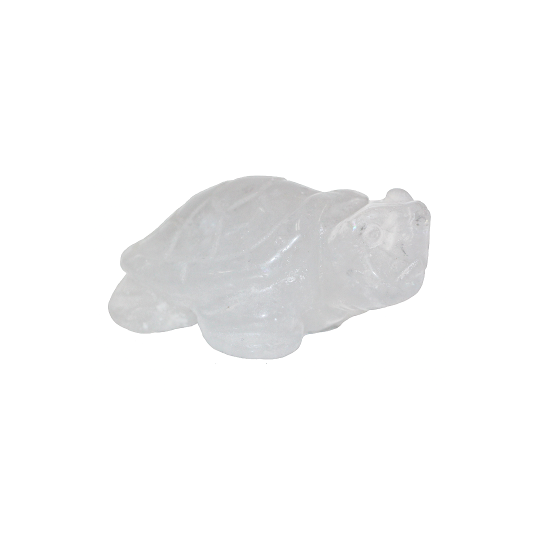wjiteturtle