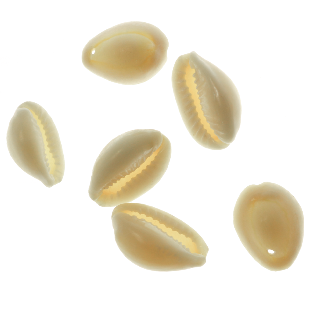 Shell Beads, Cowrie Shell, 16mm x 11mm, Sold Per pkg of 20